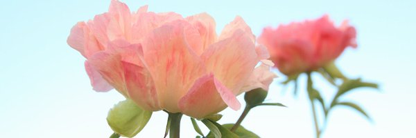 outspreadwings Profile Banner