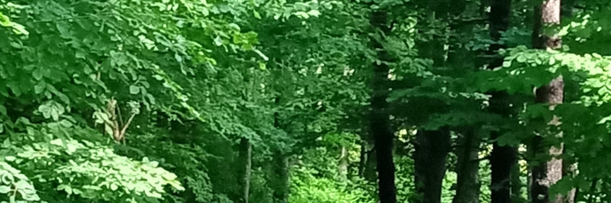 NEVRUZASL's profile banner image