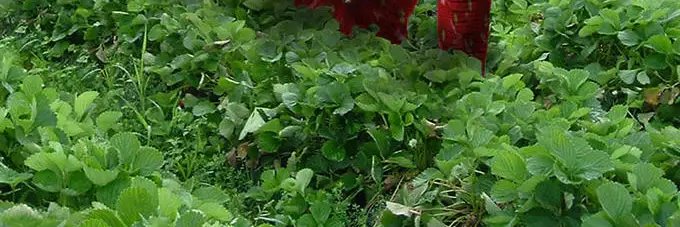 The Big Snake banner