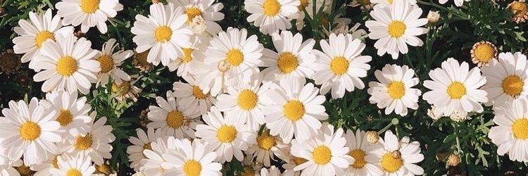 OneAlice_'s profile banner image