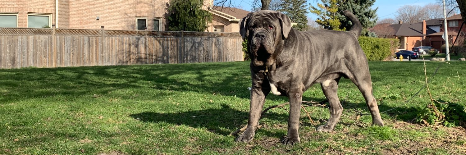 Neapolitan_K9's profile banner image