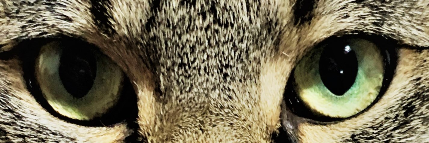 🌈猫魂🐈‍⬛ニャン吉🌈Q17/GESARA/UBI/RV/EBS 🌈#猫 #ネコ banner