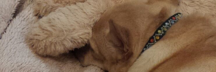 DFWPetShare's profile banner image
