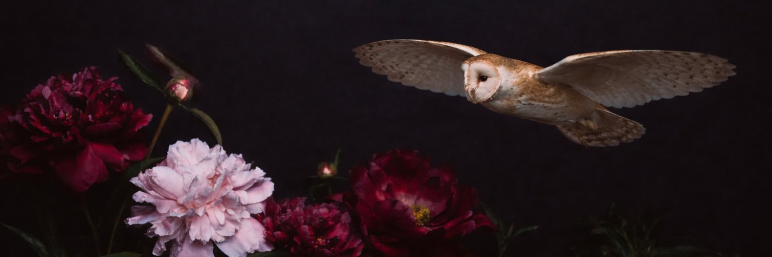 allisonb banner