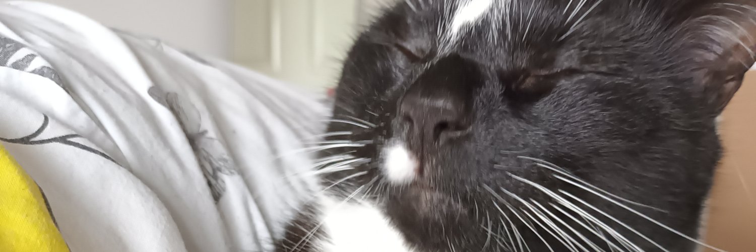 Ashleys Merwin Kitty banner