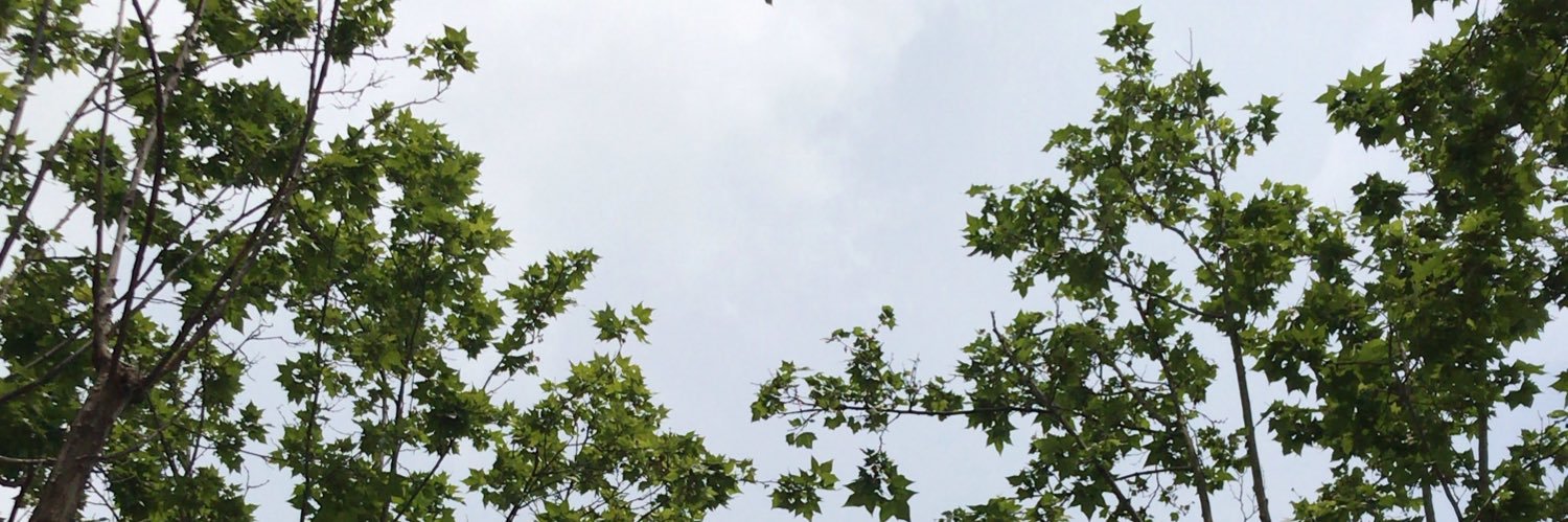 cazibearslan's profile banner image