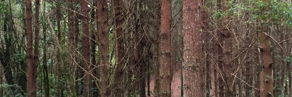 antoniamj's profile banner image