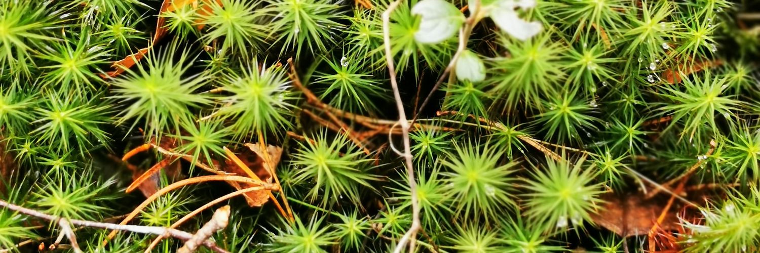 Yo, peace #хороший Путин - мертвый Путин banner