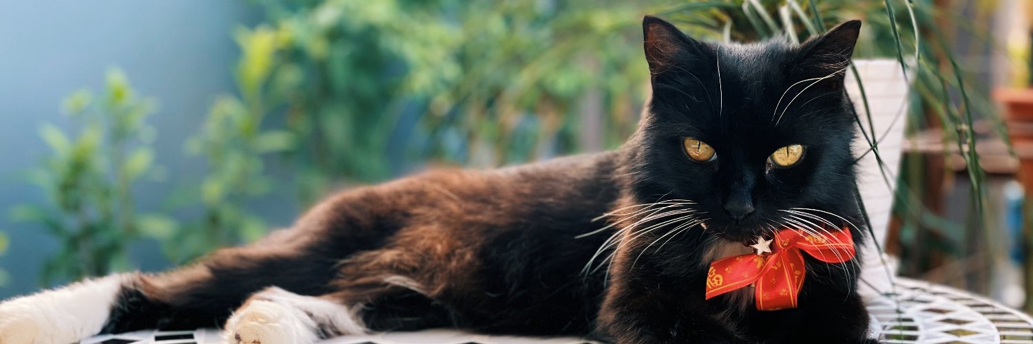 Dr Bertha Chin🐈‍⬛ ➡️berthac@bsky.social banner