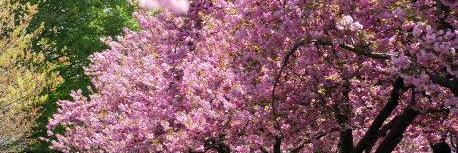 Belleville NJ Patch banner