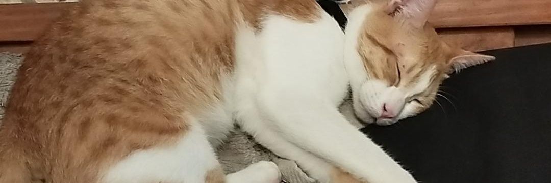 SmallGraciani's profile banner image