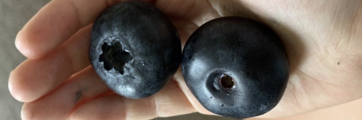 The Numerous Times banner