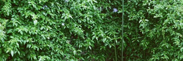 romaconsasaki Profile Banner