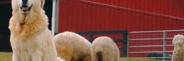 JuniperMoonFarm Profile Banner