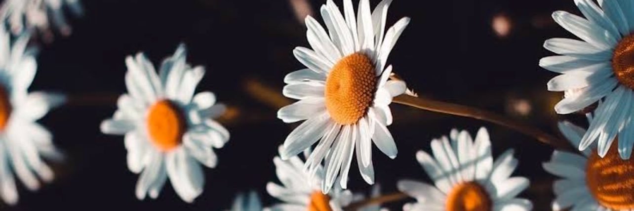 fidantas_'s profile banner image