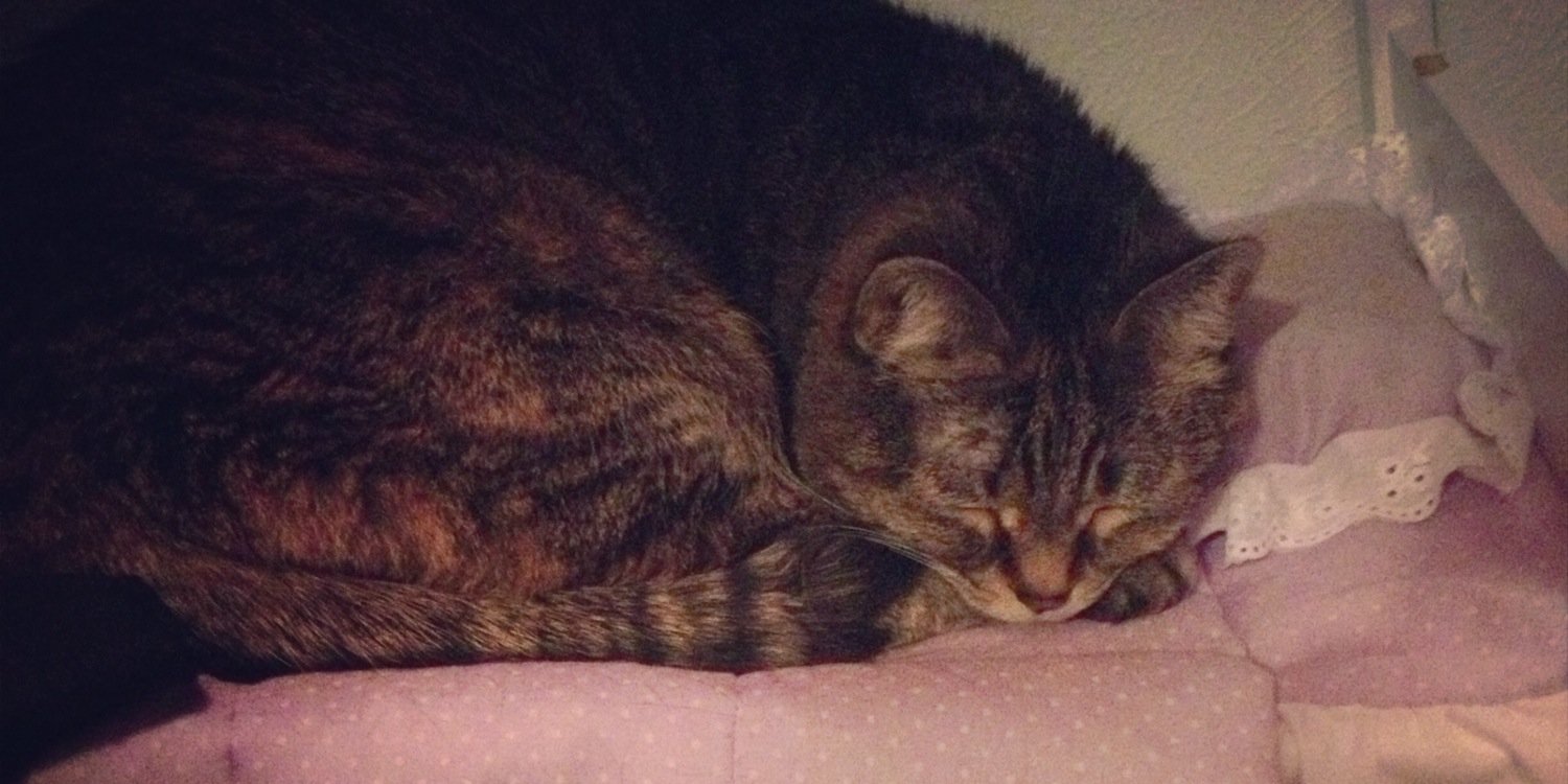pharmakittycat's profile banner image