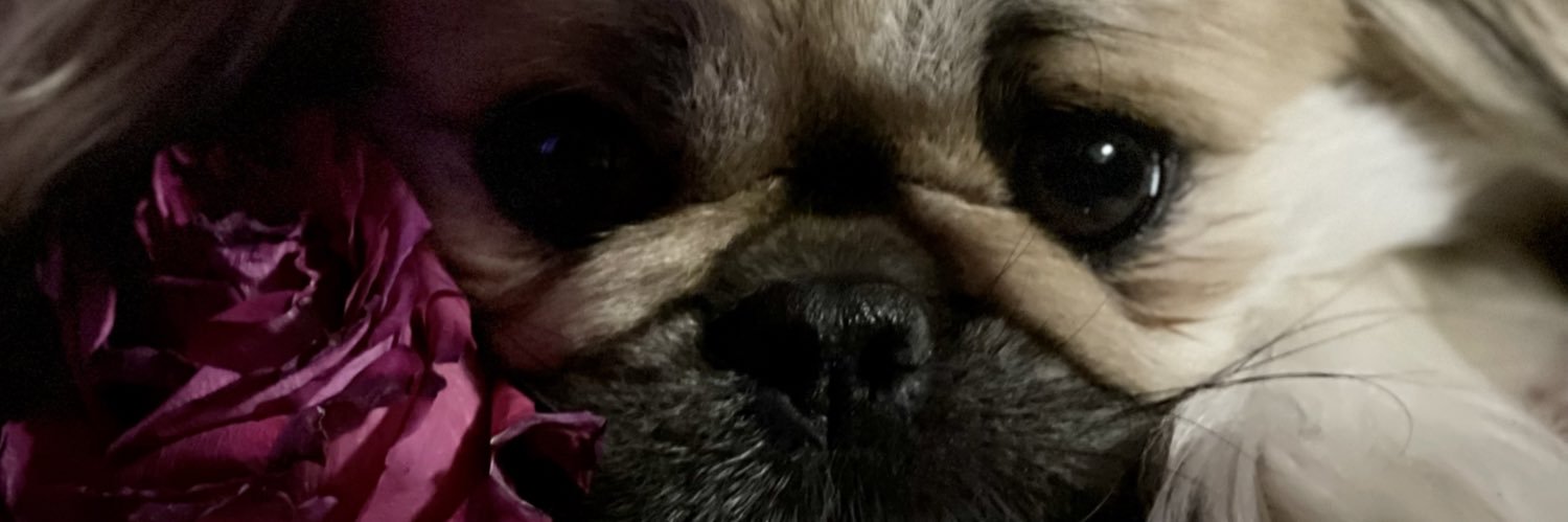 cindydgaf's profile banner image