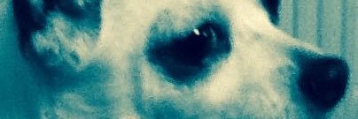 SalyVercoe's profile banner image