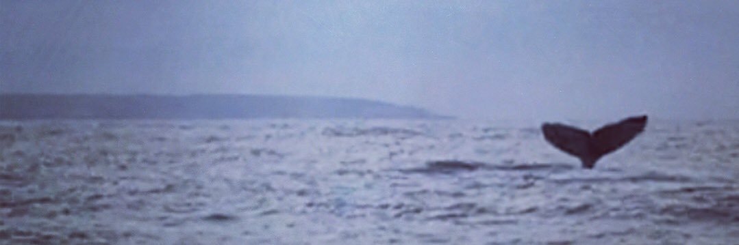 Elise Chatwin banner