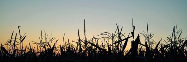 HGSchafer17 Profile Banner