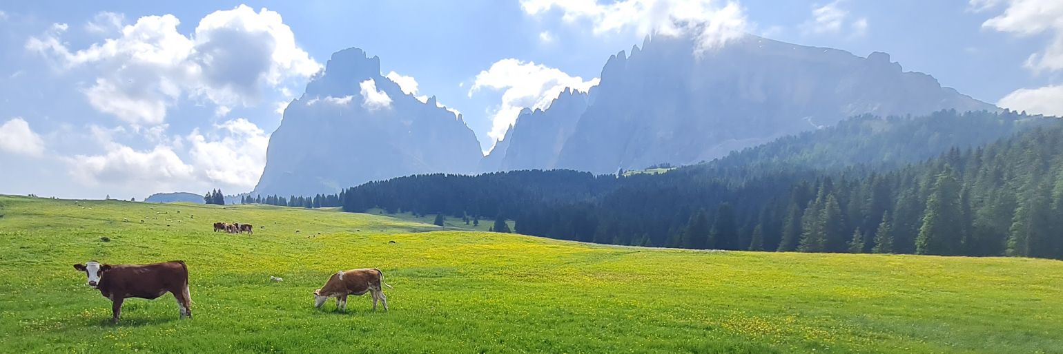 Charlene Begley banner