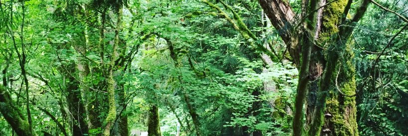 Neill McCallum banner