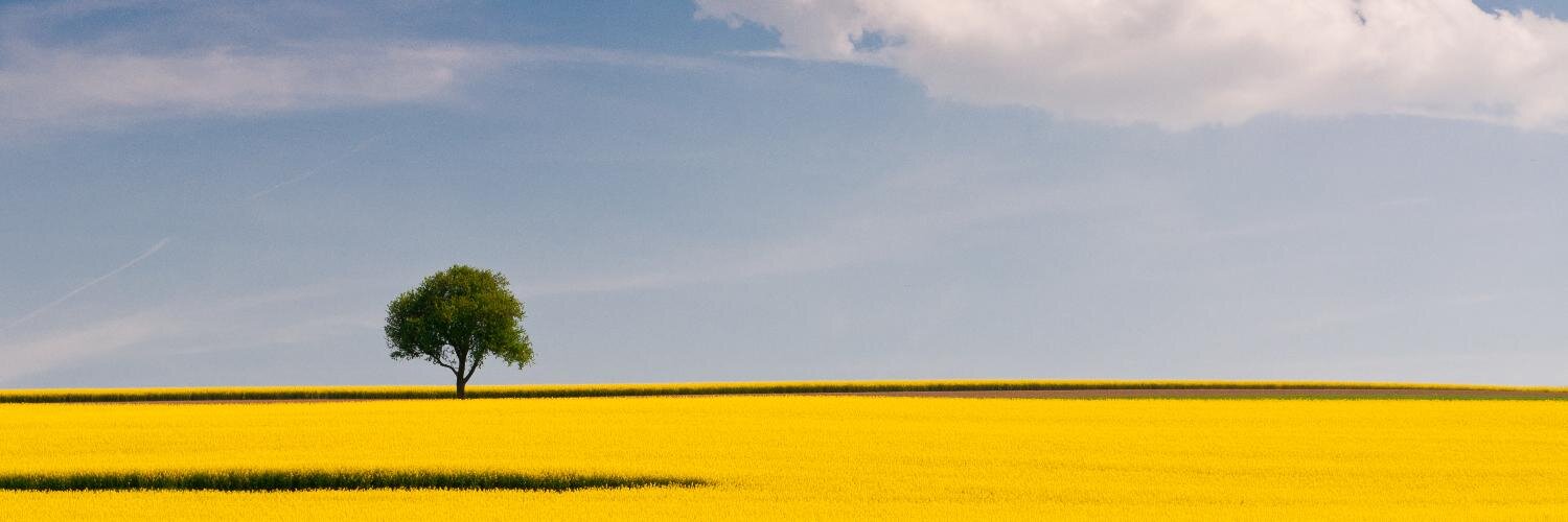 treewx's profile banner image