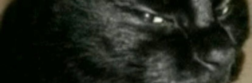 Gorez banner