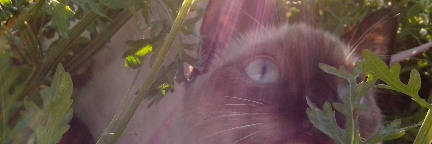 Eylana's profile banner image