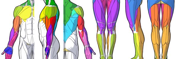 artanatomylab Profile Banner