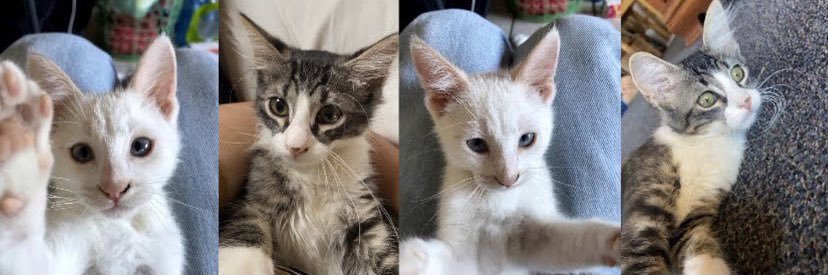 pollo🇲🇽 banner