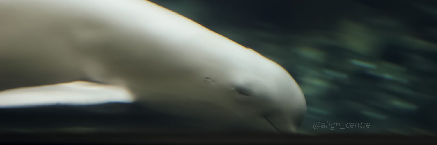 Azalush “森あざらし” banner
