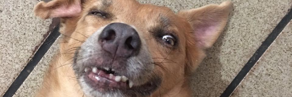 pasteldesojaa's profile banner image