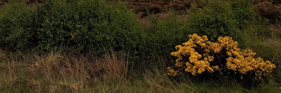 mandybpenn's profile banner image