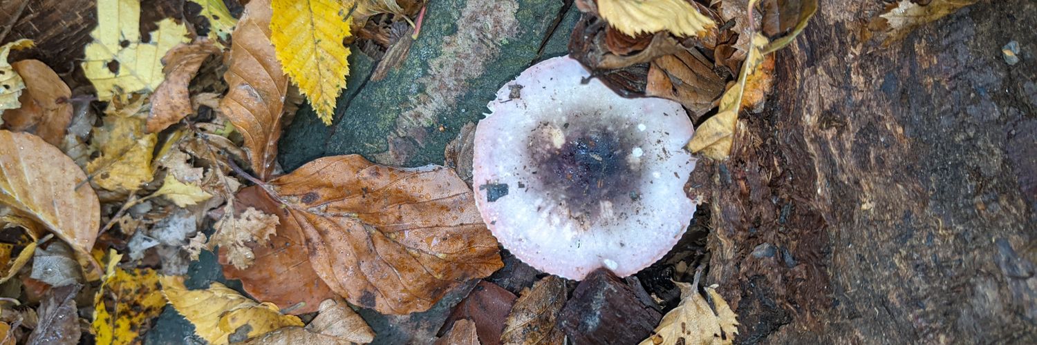 Eoin O'Connor banner