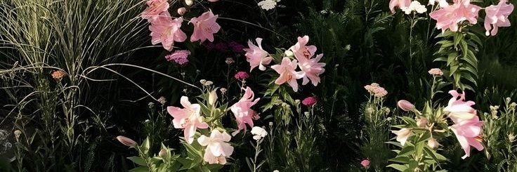 Cara ⋆.˚ banner