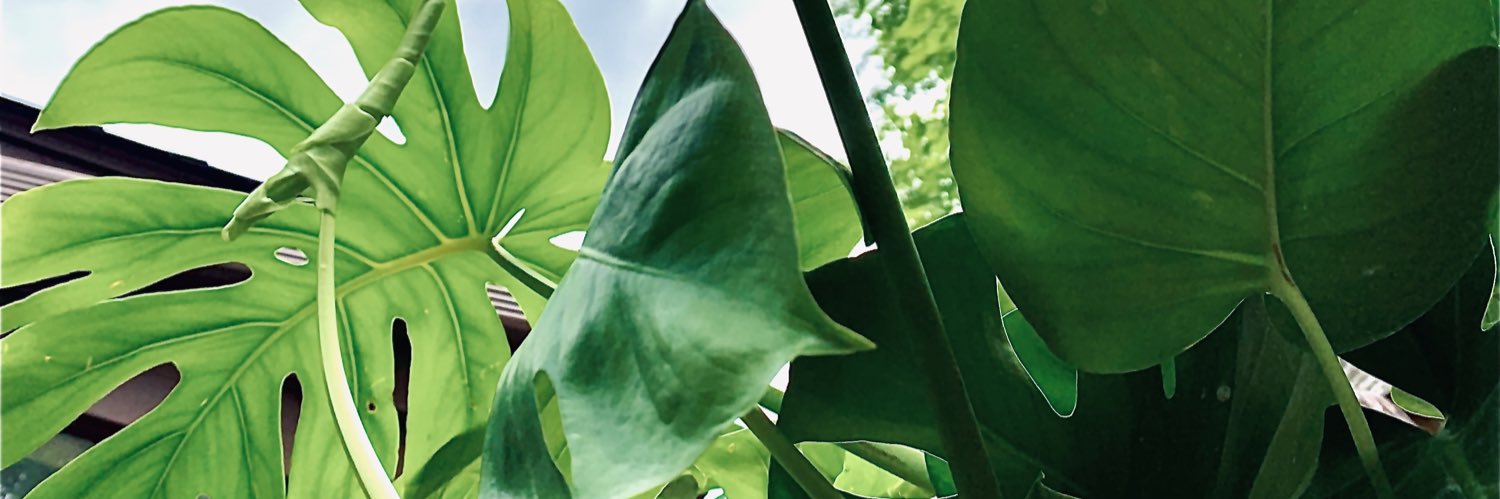 Rheakaay's profile banner image