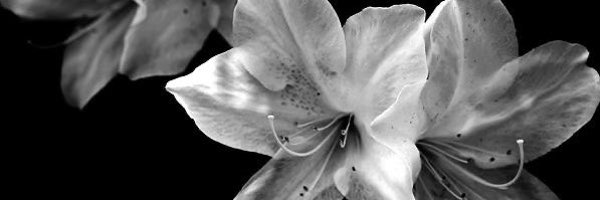 mel_l1ss4 Profile Banner