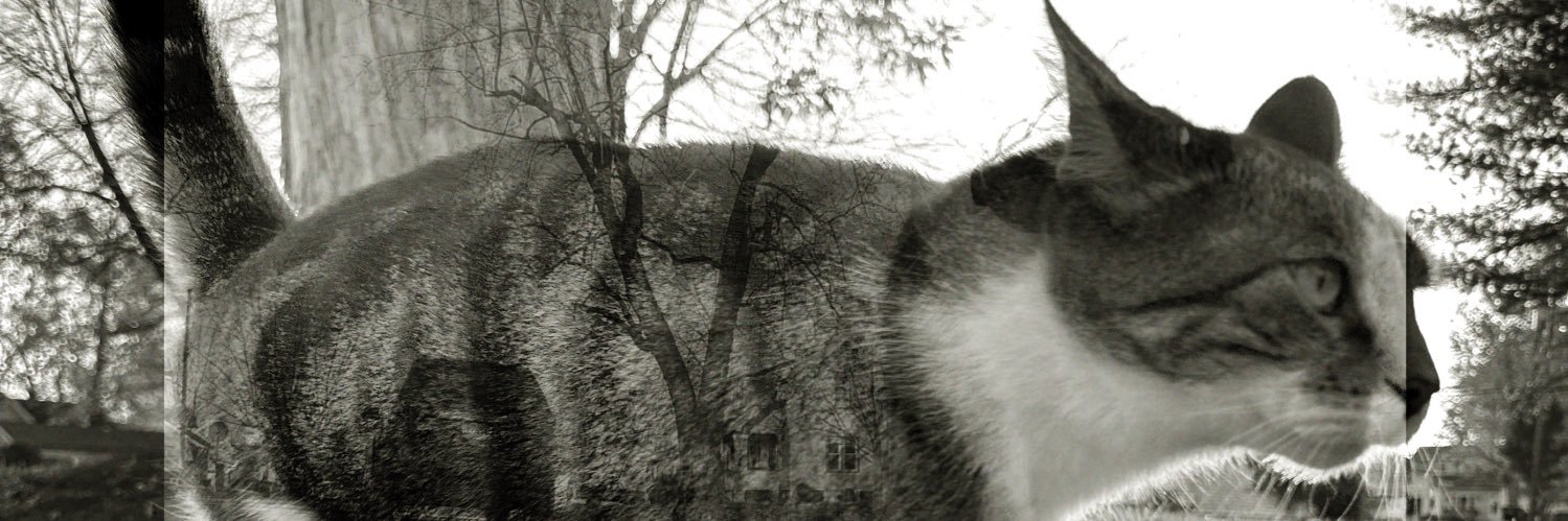 MrKitterstheCat banner