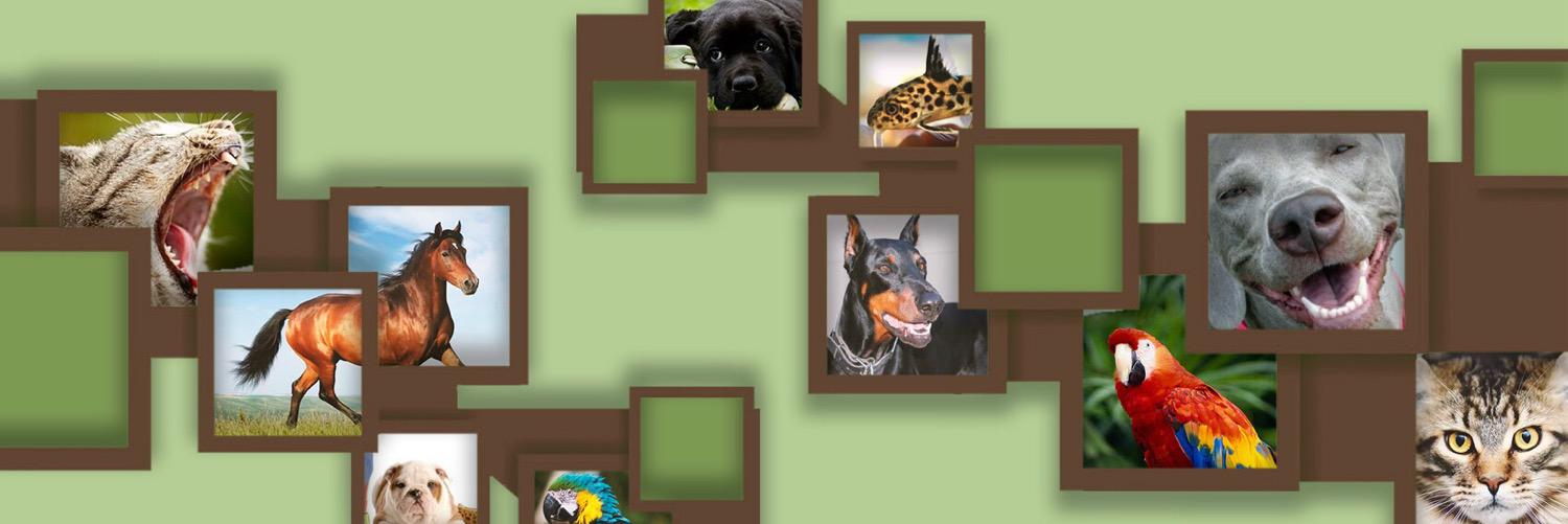 northcoastpets's profile banner image