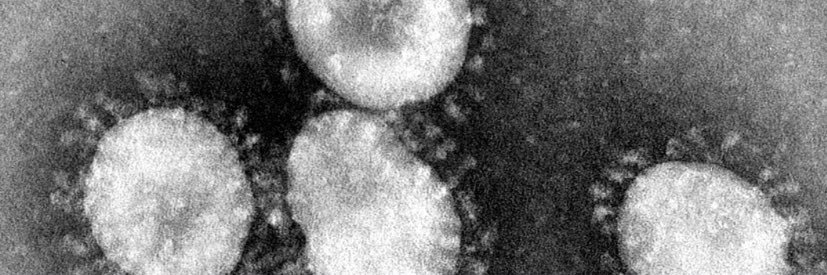 Elizabeth McFadden banner