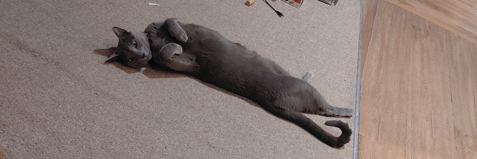Cyrillic Feline banner