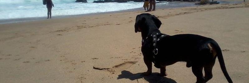 Alison Connor 🌳 banner