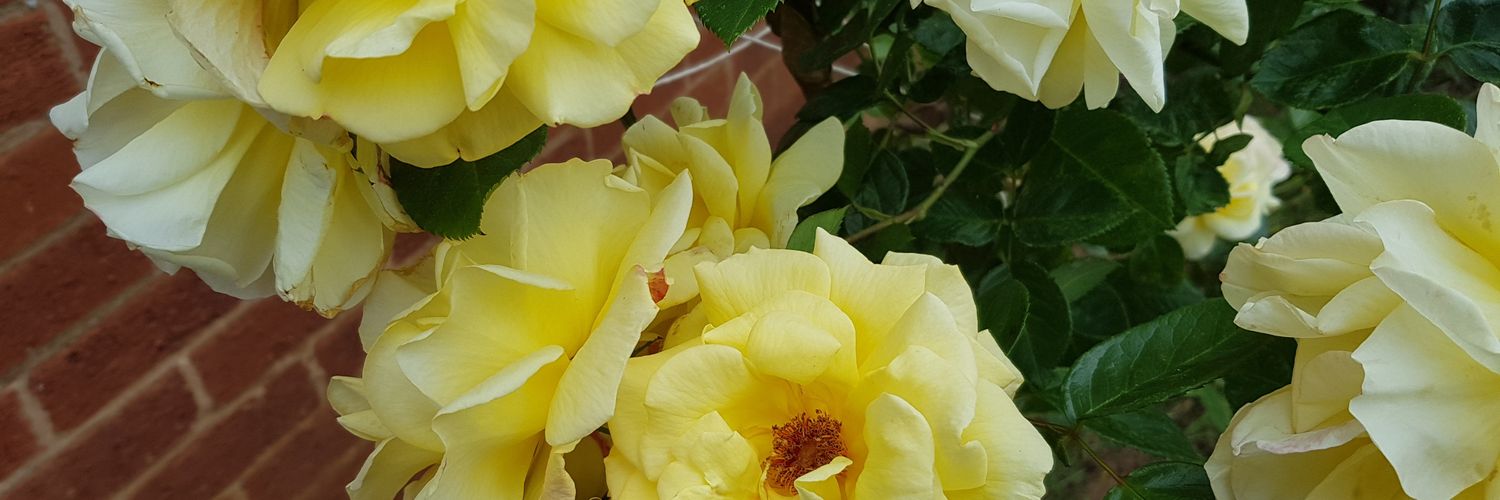 EmsMachin's profile banner image
