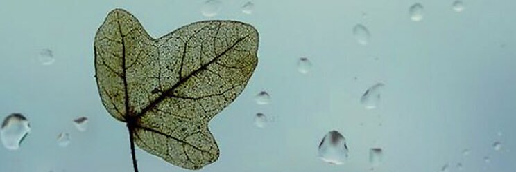 stefarian's profile banner image