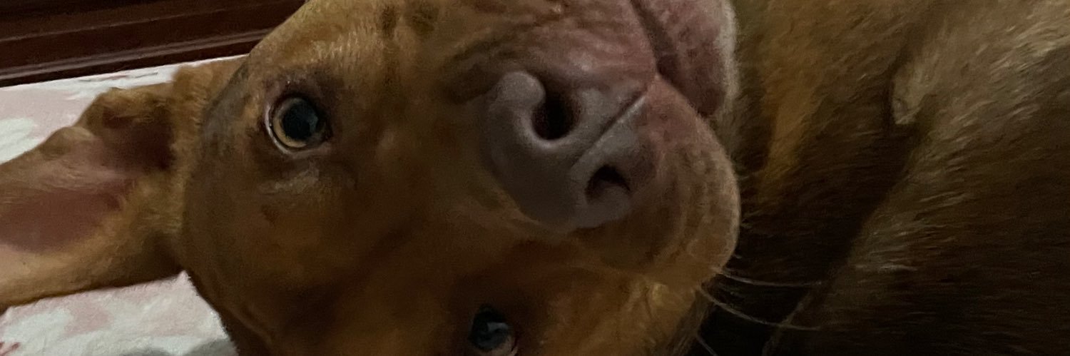 GiuliSeco's profile banner image