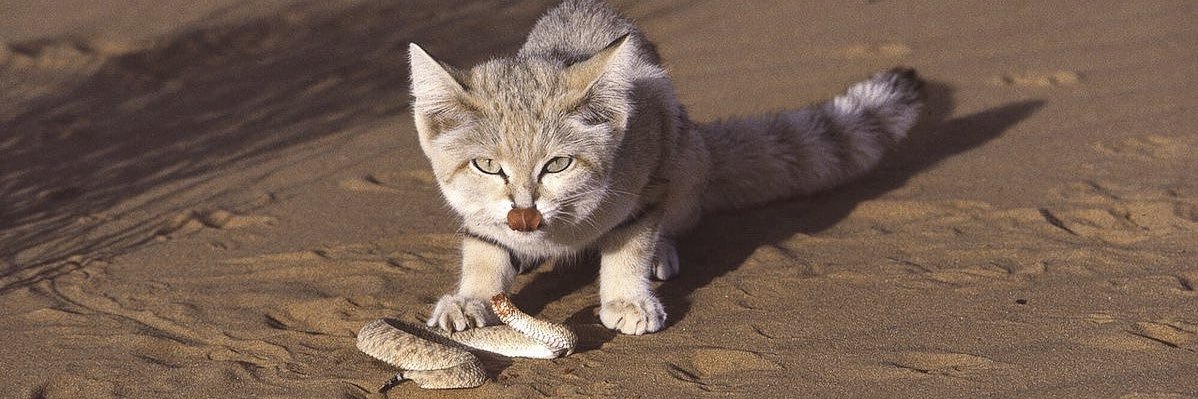 Aldebaran ☪︎ | dax banner