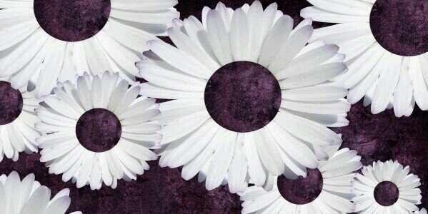 Allieedayys's profile banner image