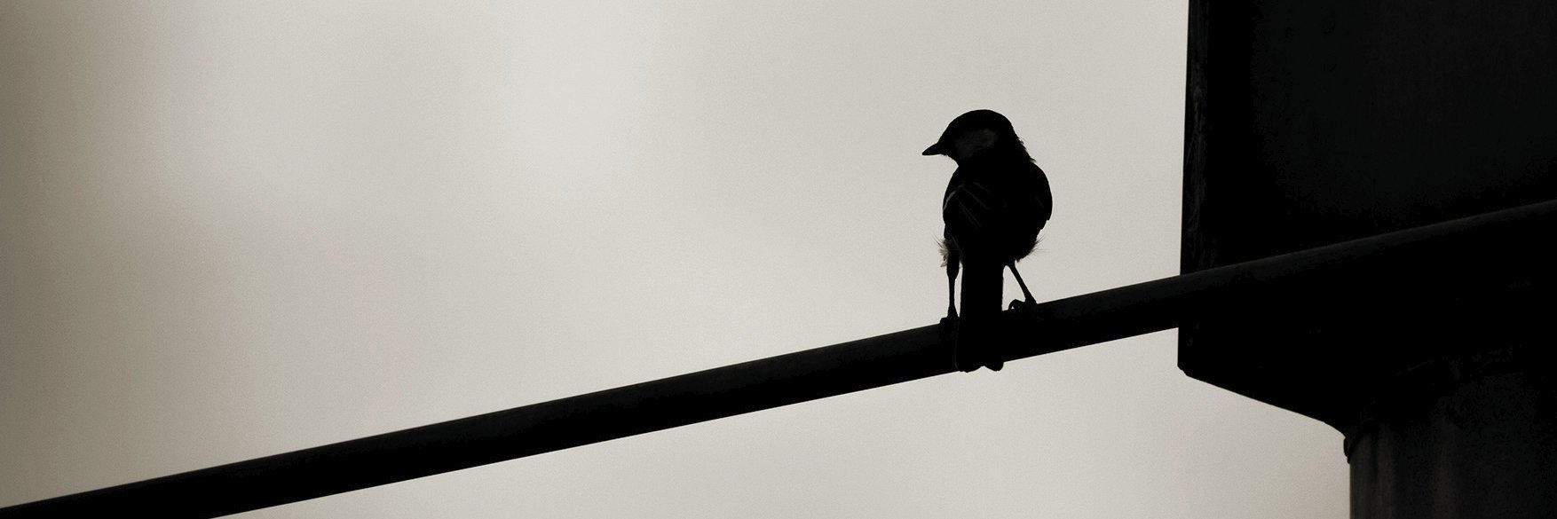 −̵̧͞2̷̡͞7̨͞3̸͟͜͡.̡̧́1͞͡5̵°̸͘͝C🐣 banner