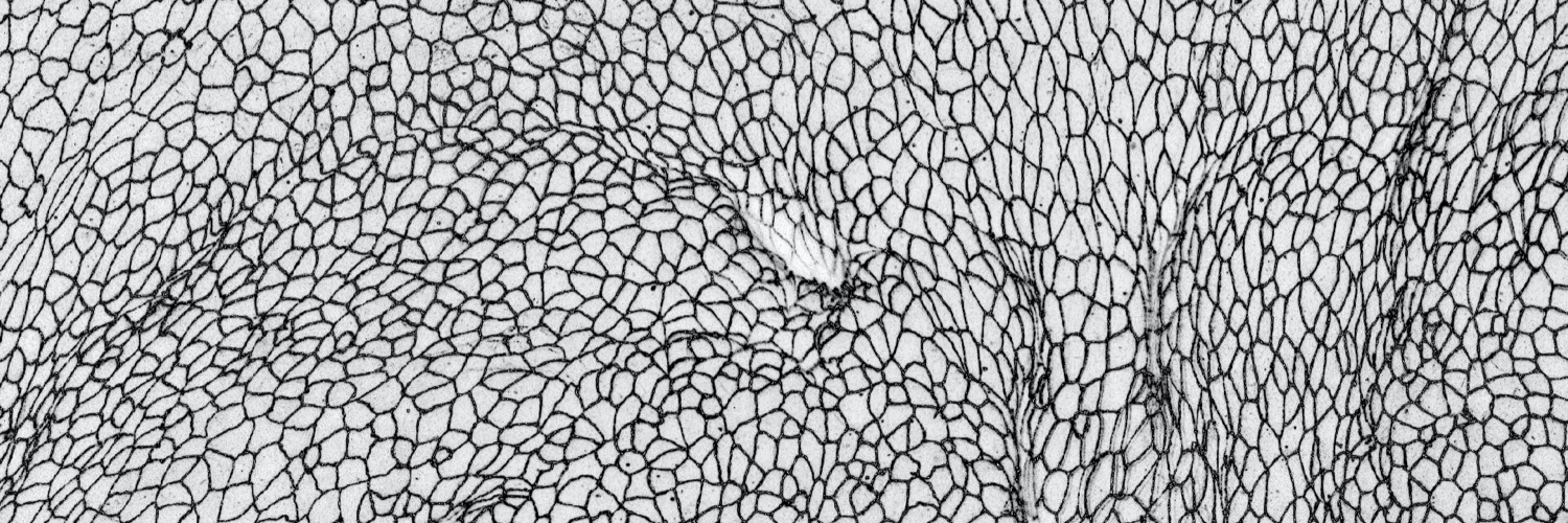 学術変革領域研究(A)：生体秩序力学 banner